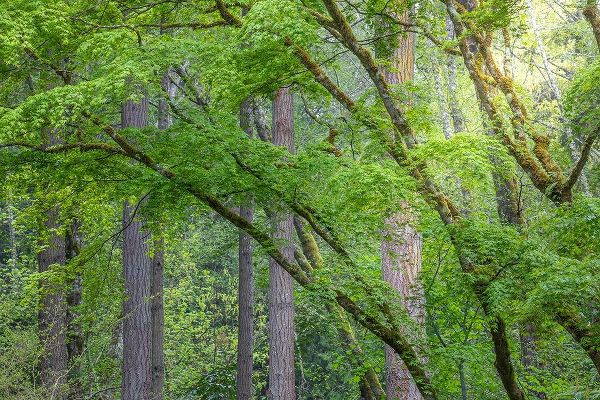 Washington State-Bainbridge Island Maple and Douglas fir trees in forest